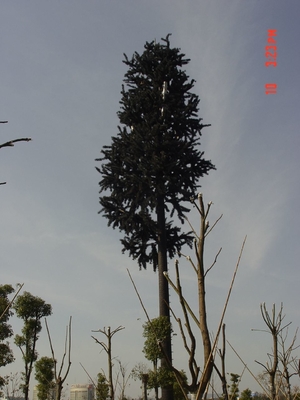 Camouflage Pine Tree Steel Monopole Tower  Hot Dip Galvanized